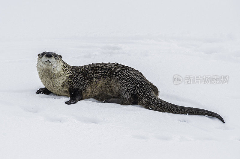 北美水獭，Lontra canadensis，也被称为北方水獭或普通水獭，是北美特有的半水栖哺乳动物。冬天在黄石河边和雪地里玩耍，黄石国家公园